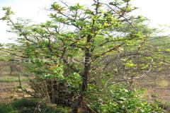 Ochna gamblei